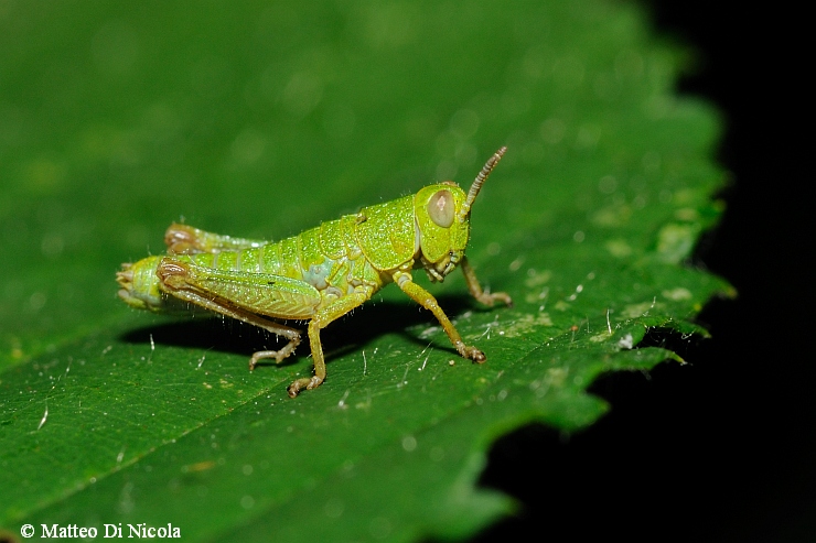 Acridide Catantopino dal Ticino