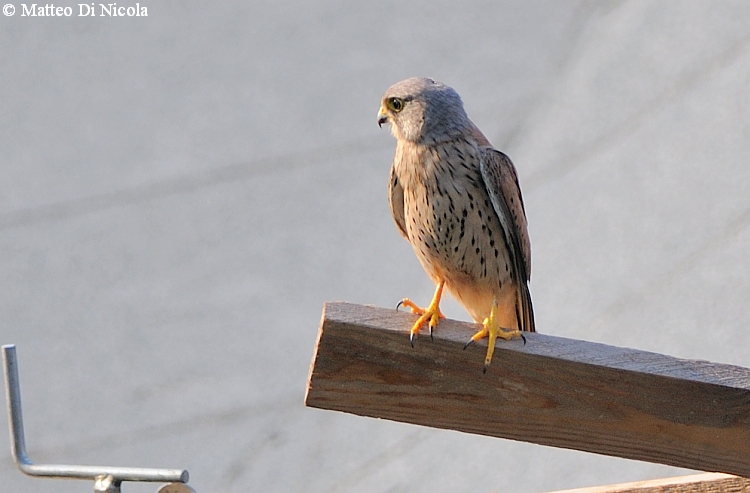 rapace urbano