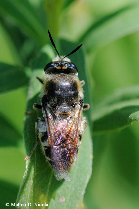 Stratiomys longicornis ?