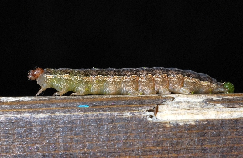 qualche larva da identificare