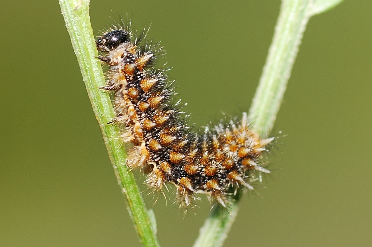 qualche larva da identificare