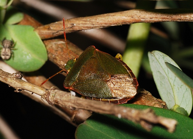 Palomena prasina - chiedo conferma