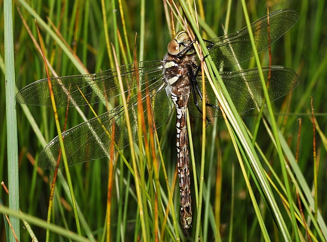 Aeshna juncea