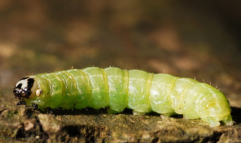 qualche larva da identificare