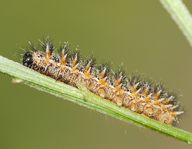 qualche larva da identificare