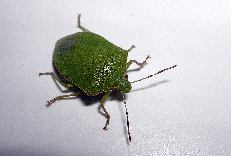 Palomena prasina - chiedo conferma