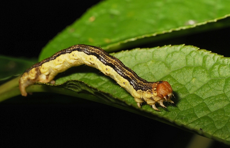 qualche larva da identificare