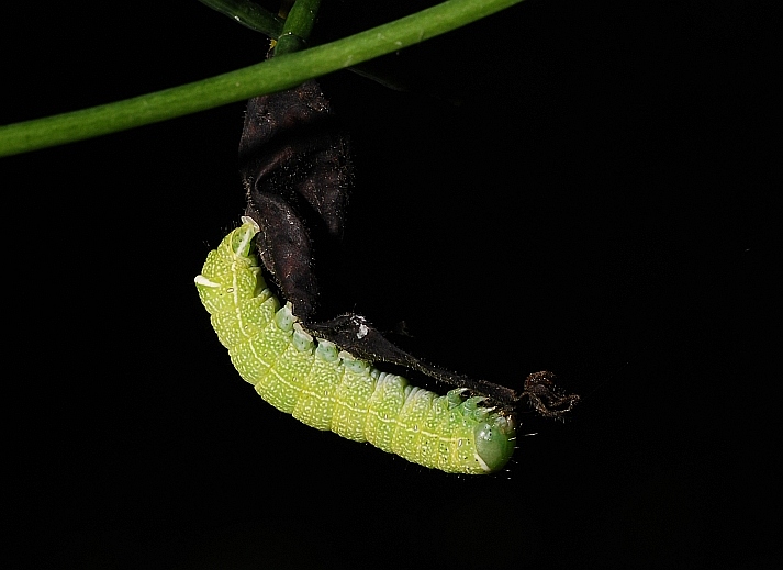 qualche larva da identificare