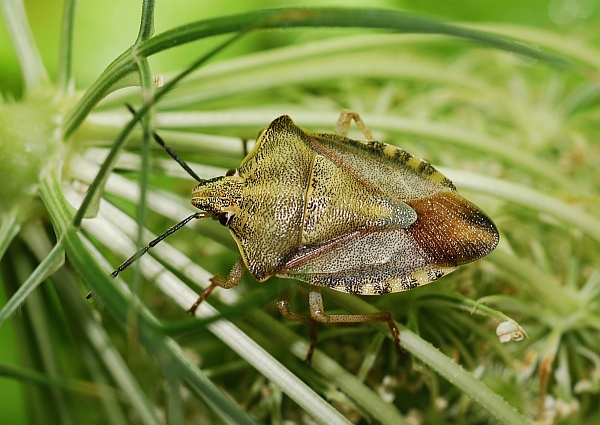 Caprocoris sp.  ??