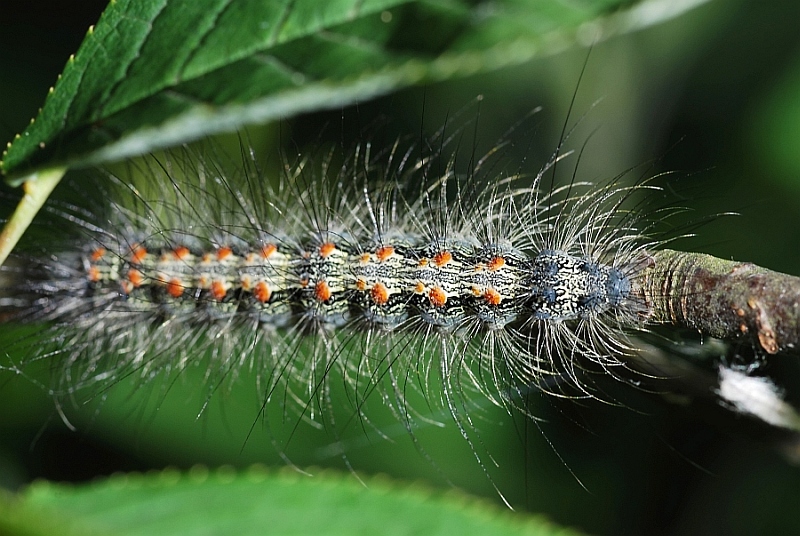 qualche larva da identificare