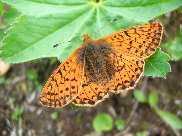 Boloria sp & Lasiommata ??