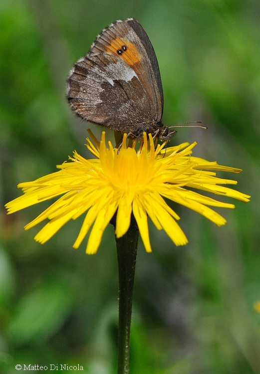 Erebia svizzera