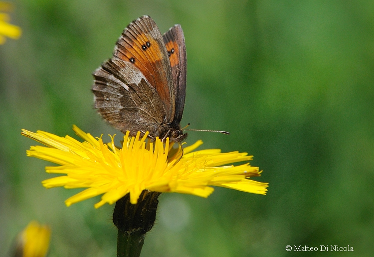 Erebia svizzera