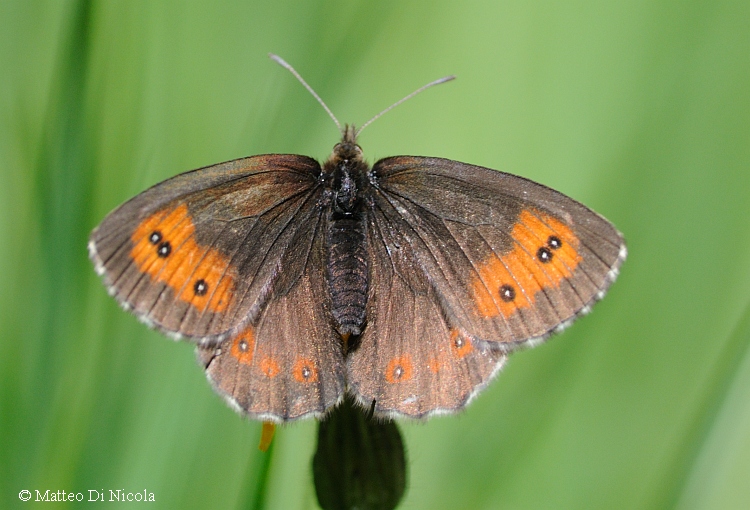 Erebia svizzera