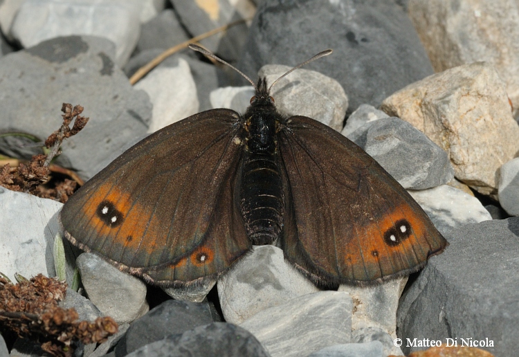 Erebia da identificare