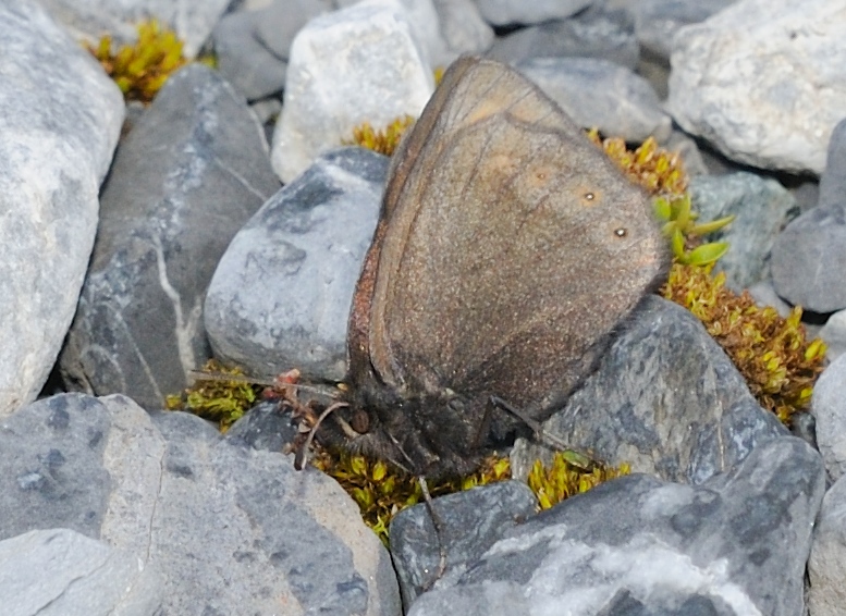 Erebia da identificare