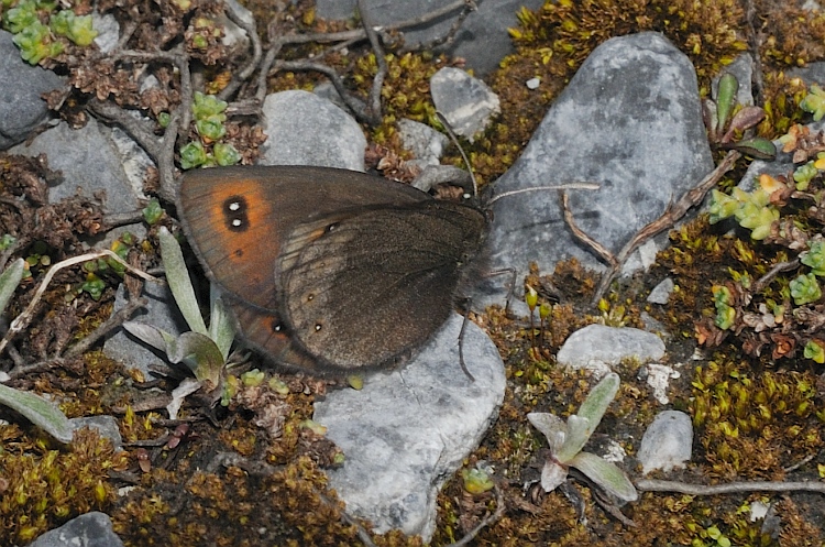 Erebia da identificare