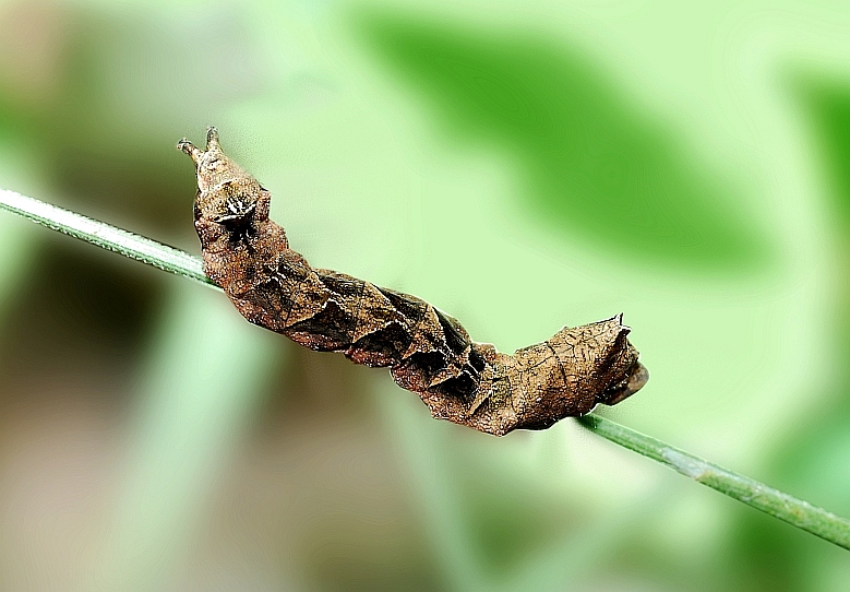 qualche larva da identificare