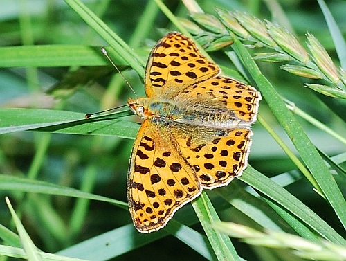 Boloria sp & Lasiommata ??