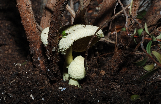 fungo sul balcone (cfr. Leucocoprinus birnbaumii)