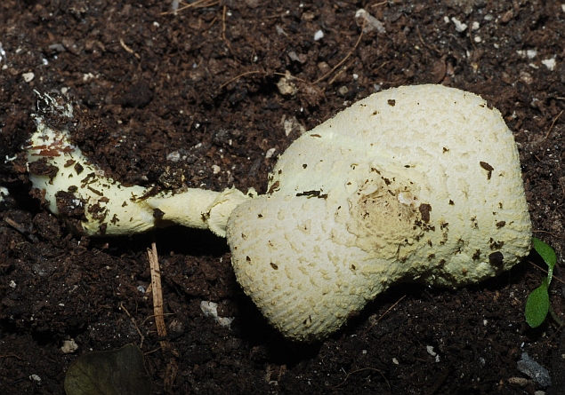 fungo sul balcone (cfr. Leucocoprinus birnbaumii)