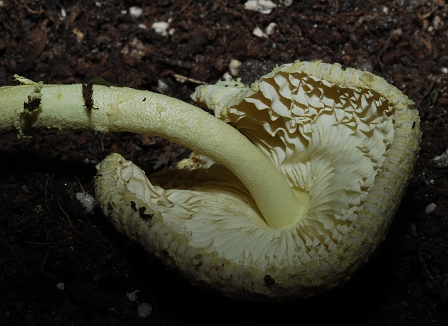 fungo sul balcone (cfr. Leucocoprinus birnbaumii)