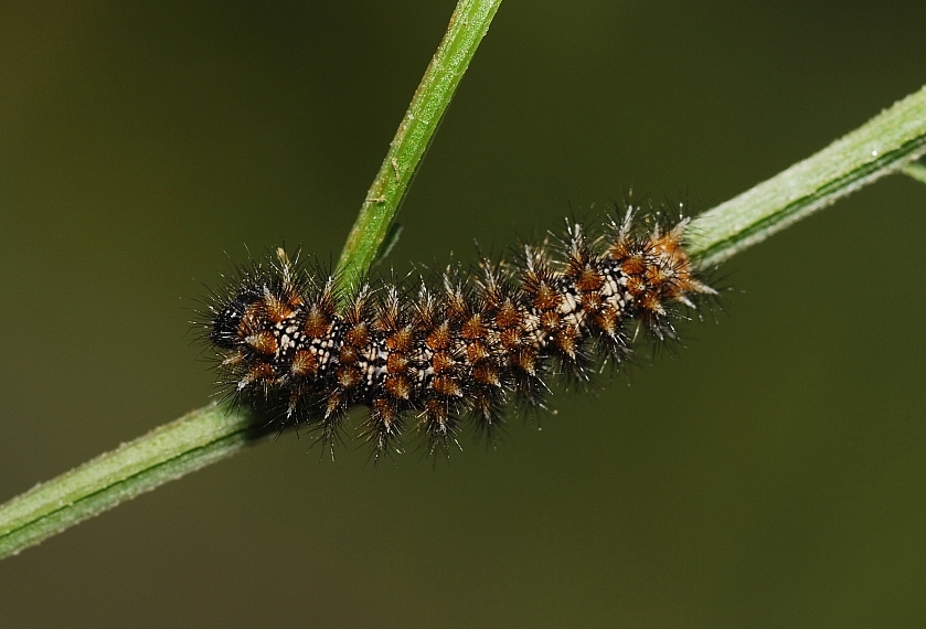 qualche larva da identificare