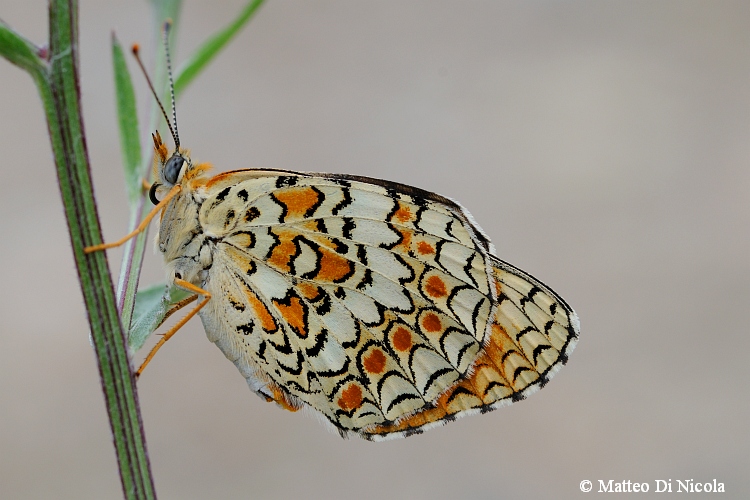 Melitaea