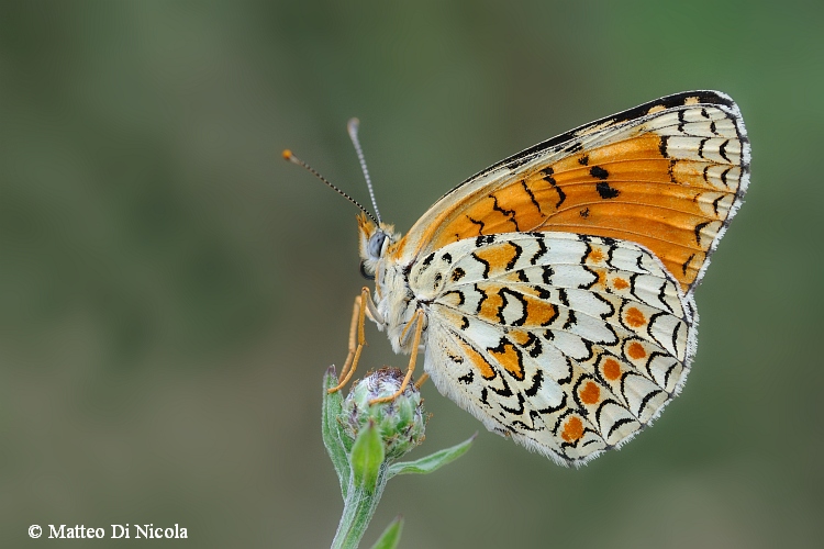 Melitaea