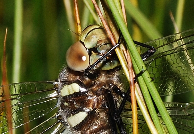 Aeshna juncea