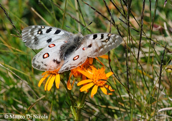 conferma ID  - Parnassius phoebus (femmina)