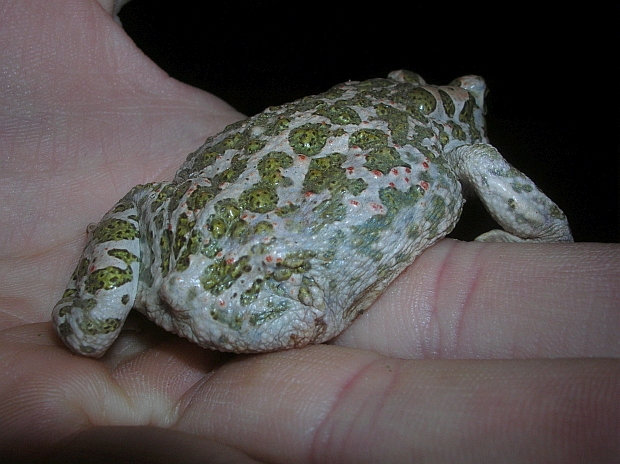 Rana particolare - Pelophylax sp. e Bufo balearicus mutilati