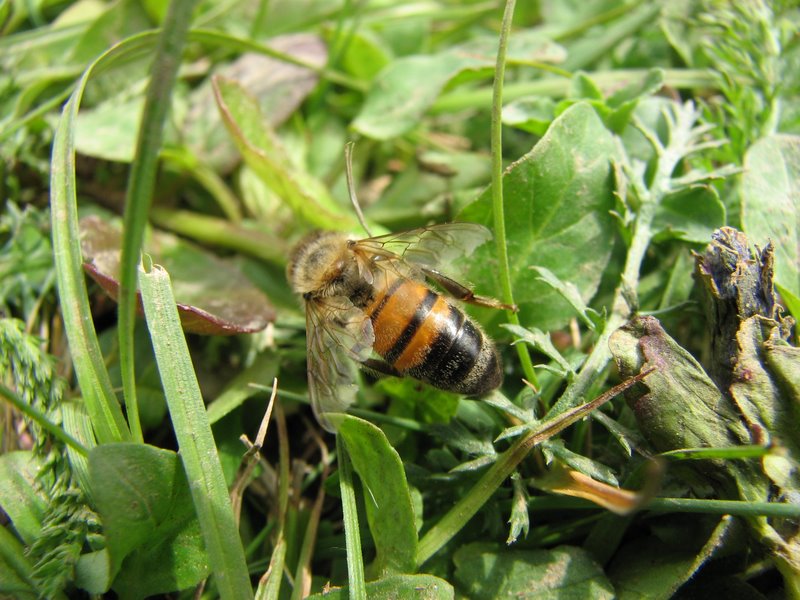 Apis mellifera.