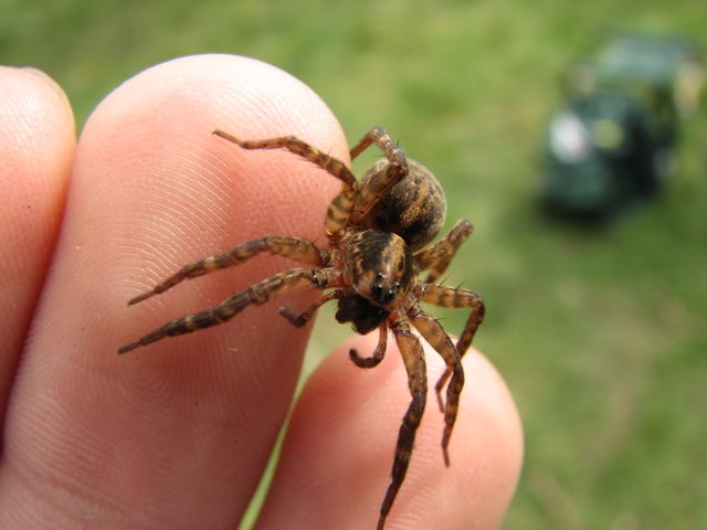 Trochosa sp.