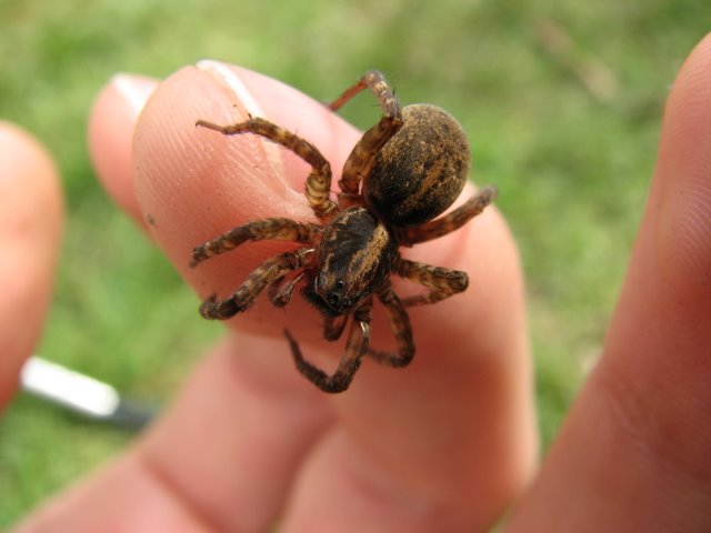 Trochosa sp.