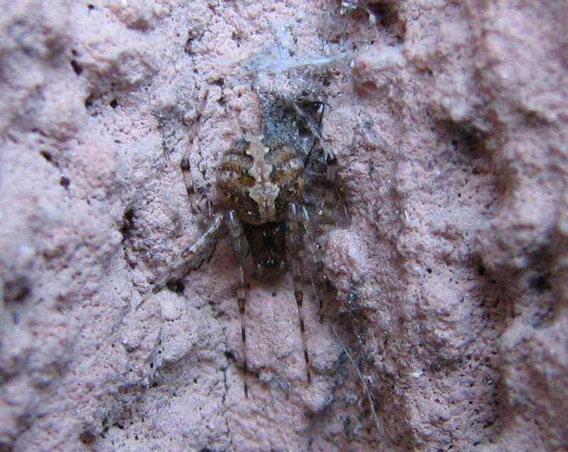 Theridiidae (probabilmente Theridion spp.)