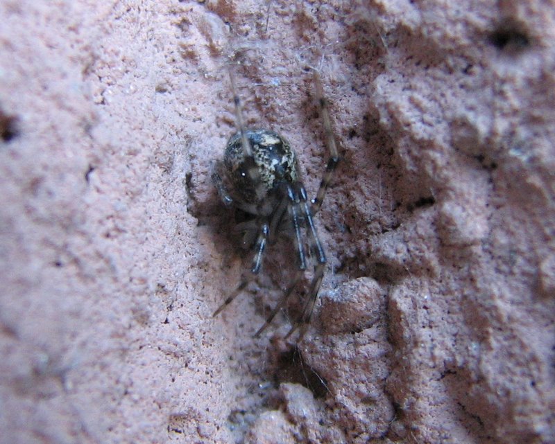 Theridiidae (probabilmente Theridion spp.)