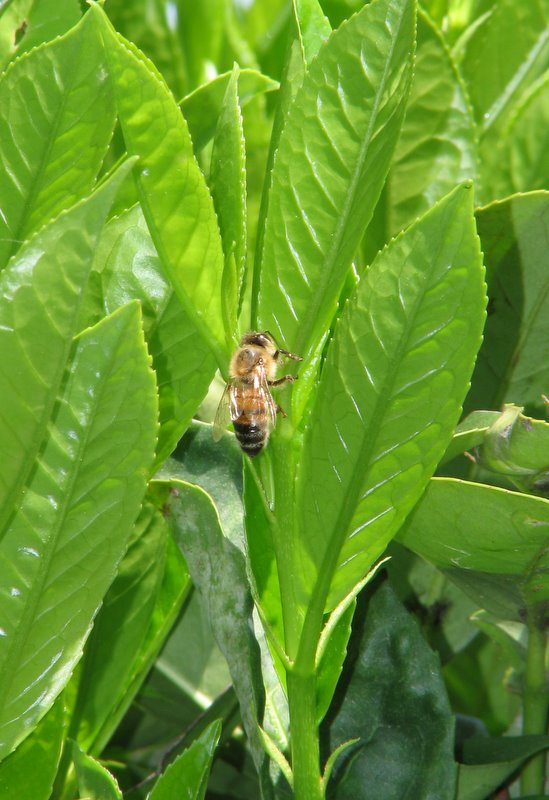 Apis mellifera.