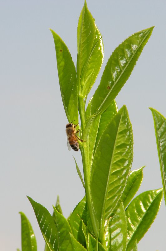 Apis mellifera.