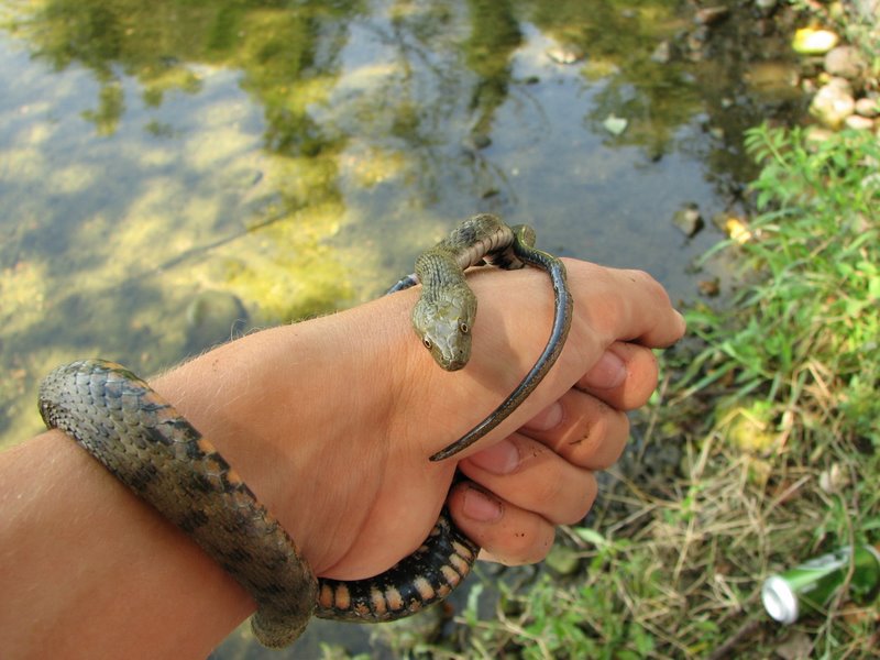 Identificazione serpente