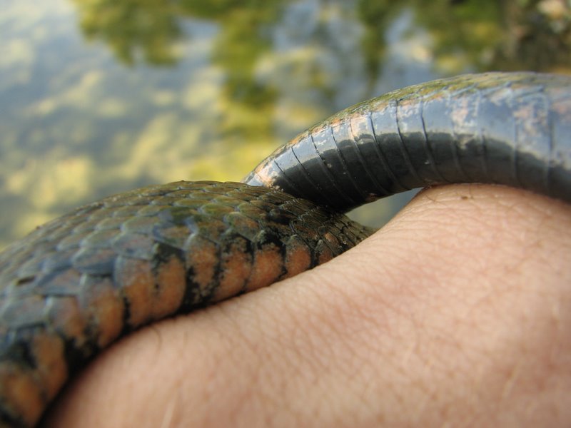 Identificazione serpente