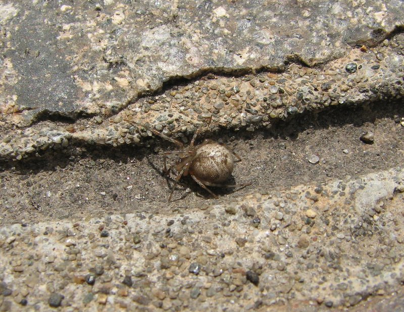 Achaearanea sp. o Parasteatoda tepidariorum