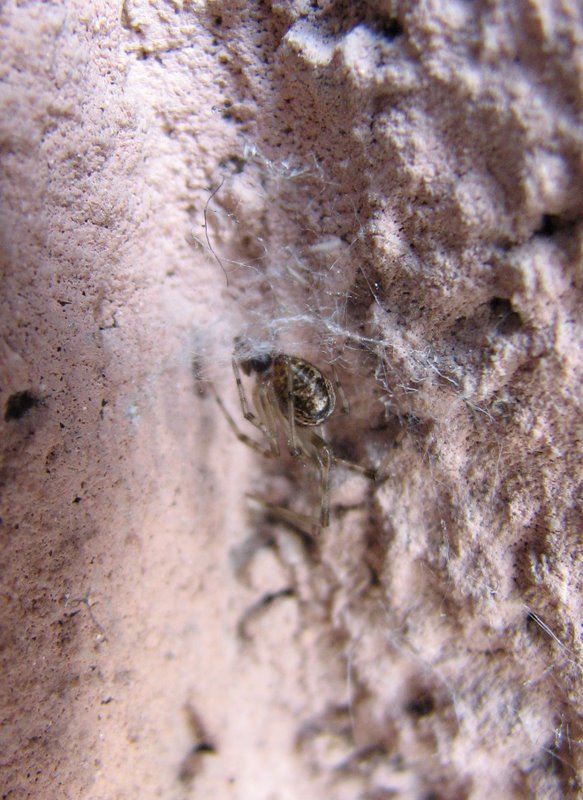 Achaearanea sp. o Parasteatoda tepidariorum