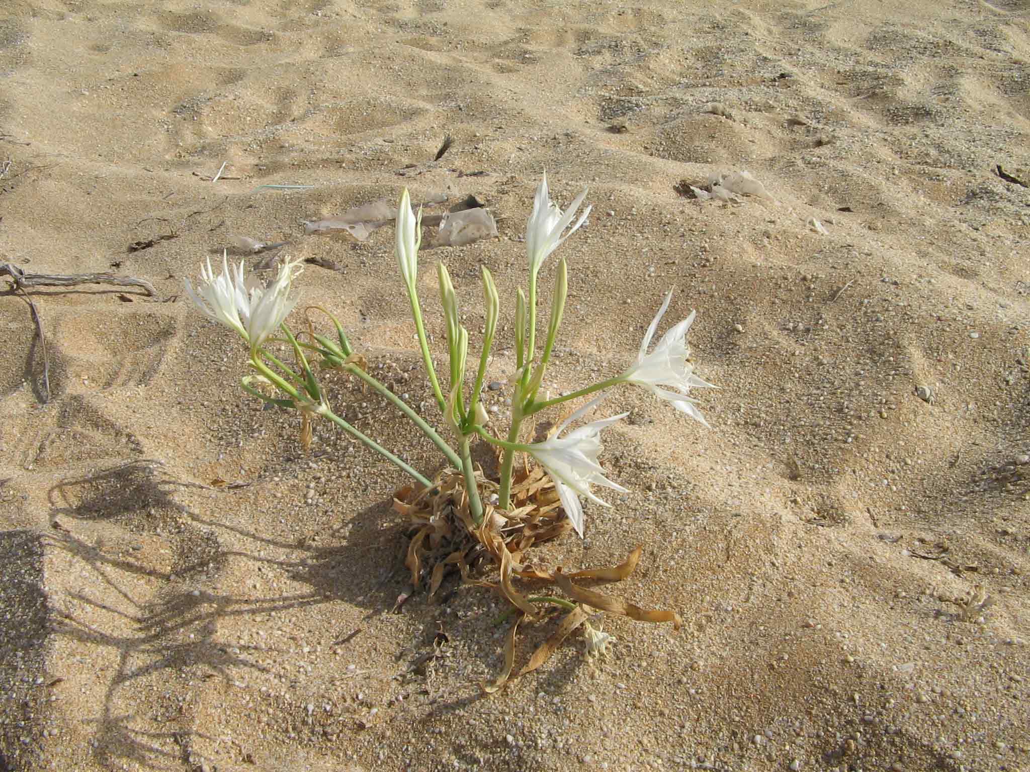 Pancratium maritimum / Giglio marino