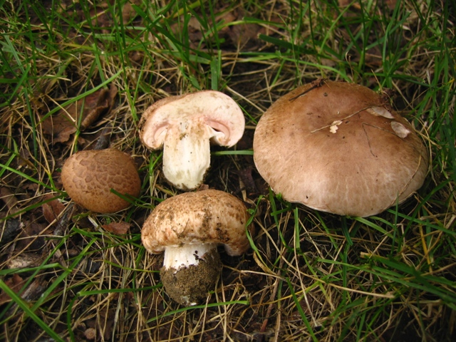 Agaricus da determinare