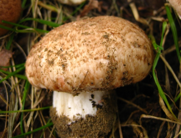 Agaricus da determinare