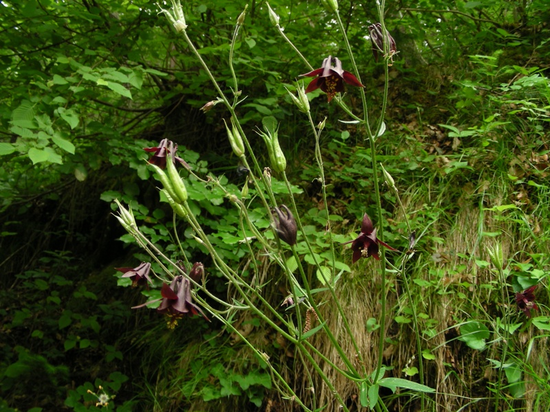 Aquilegia atrata