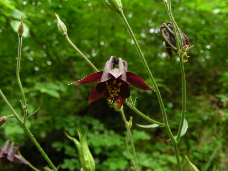 Aquilegia atrata