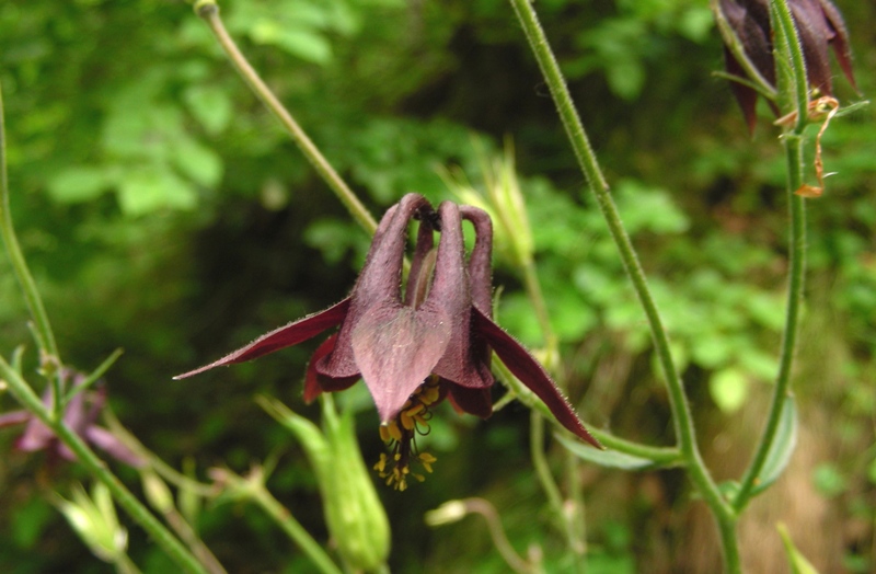 Aquilegia atrata