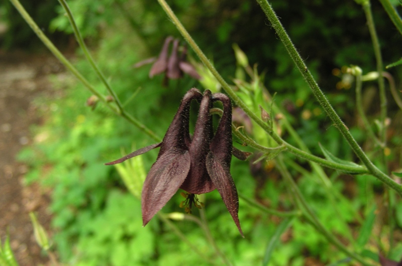 Aquilegia atrata